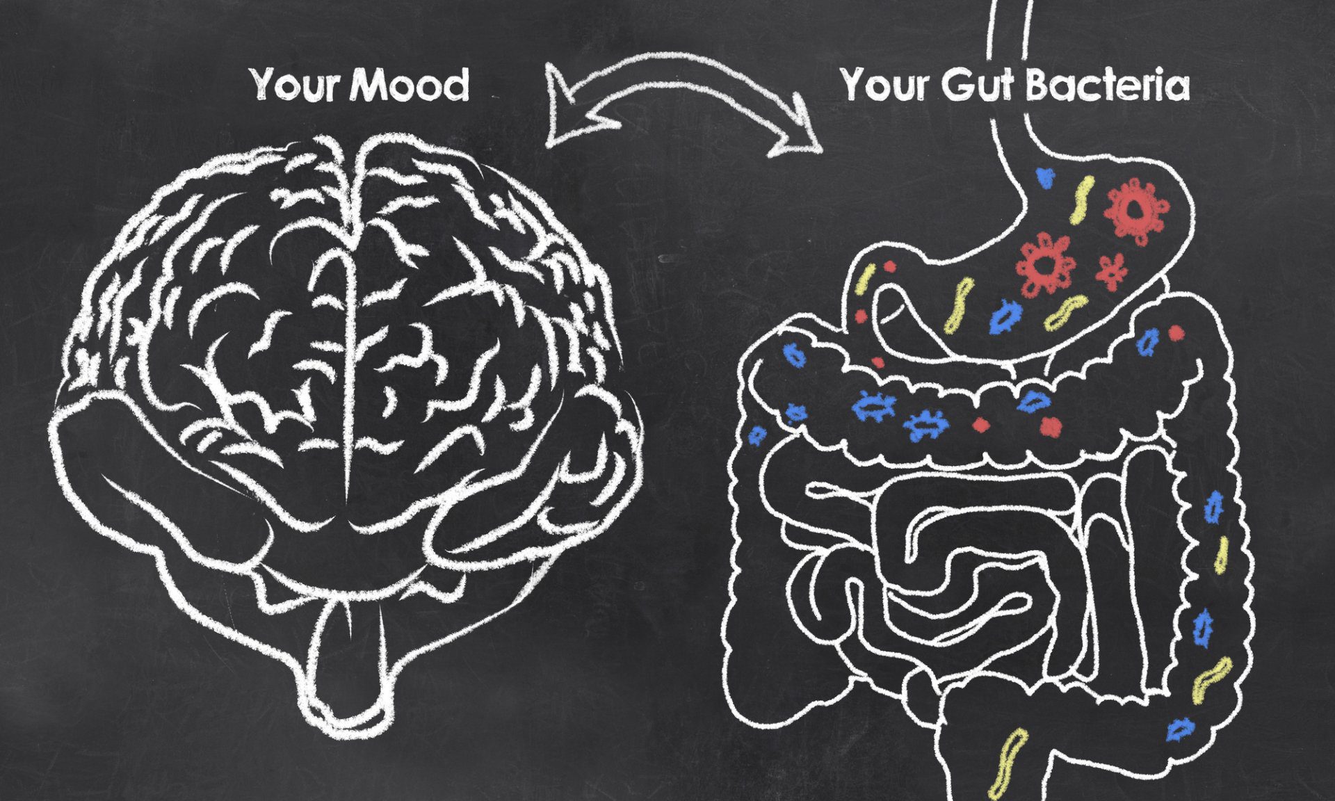 The Link Between Gut Health and Mood Stability